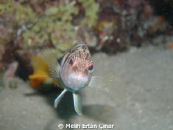 Serranus scriba_Hanoz_Fethiye by Melih Ertan Çinar 